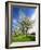 Blossoming Trees on Orchard Meadow, Freyburg, Burgenlandkreis, Germany-Andreas Vitting-Framed Photographic Print