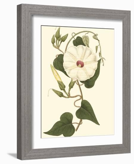 Blossoming Vine I-Sydenham Teast Edwards-Framed Art Print