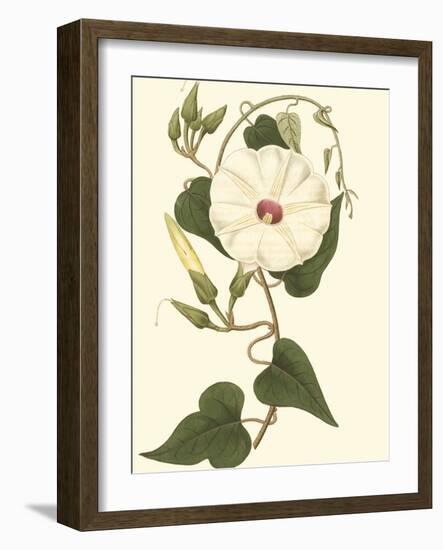 Blossoming Vine I-Sydenham Teast Edwards-Framed Art Print