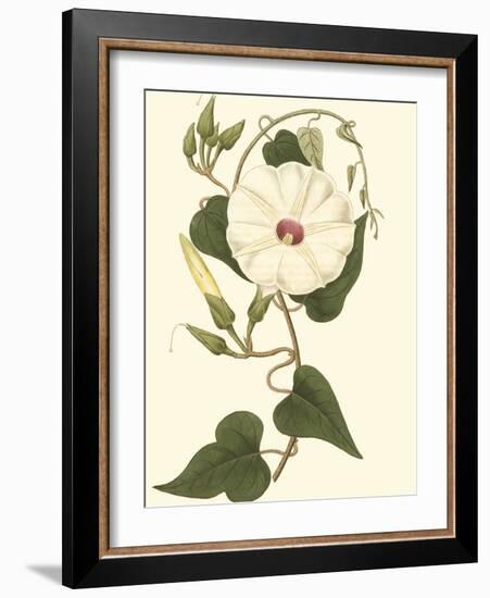 Blossoming Vine I-Sydenham Teast Edwards-Framed Art Print