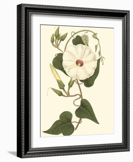 Blossoming Vine I-Sydenham Teast Edwards-Framed Art Print