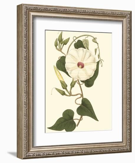 Blossoming Vine I-Sydenham Teast Edwards-Framed Art Print