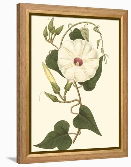 Blossoming Vine I-Sydenham Teast Edwards-Framed Stretched Canvas