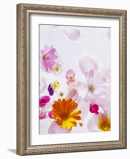 Blossoms, Bright, Different, Still Life-Axel Killian-Framed Photographic Print