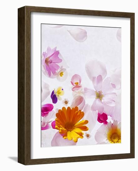 Blossoms, Bright, Different, Still Life-Axel Killian-Framed Photographic Print