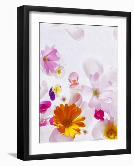 Blossoms, Bright, Different, Still Life-Axel Killian-Framed Photographic Print