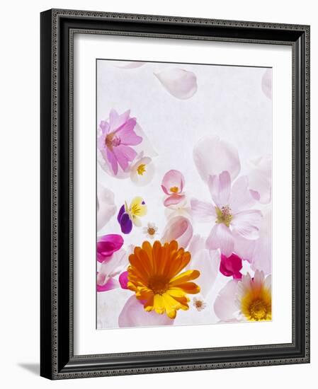 Blossoms, Bright, Different, Still Life-Axel Killian-Framed Photographic Print