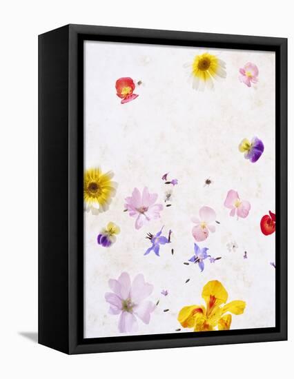 Blossoms, Bright, Different, Still Life-Axel Killian-Framed Premier Image Canvas