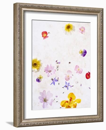 Blossoms, Bright, Different, Still Life-Axel Killian-Framed Photographic Print