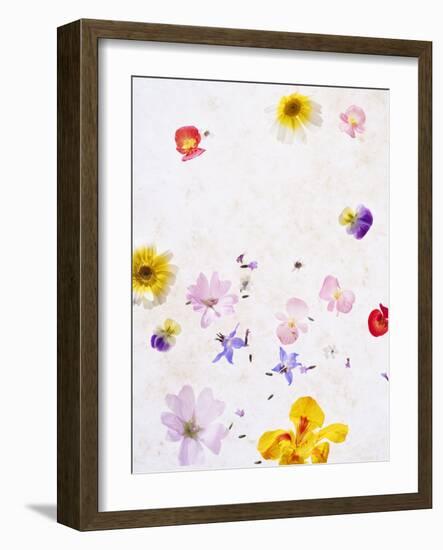 Blossoms, Bright, Different, Still Life-Axel Killian-Framed Photographic Print