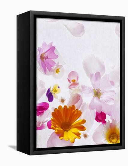 Blossoms, Bright, Different, Still Life-Axel Killian-Framed Premier Image Canvas