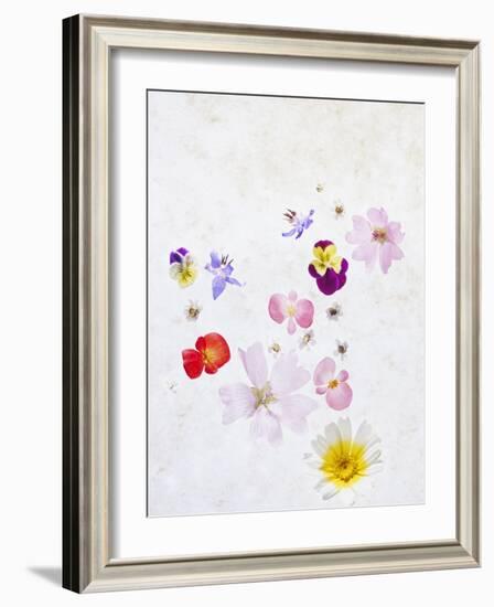 Blossoms, Bright, Different, Still Life-Axel Killian-Framed Photographic Print