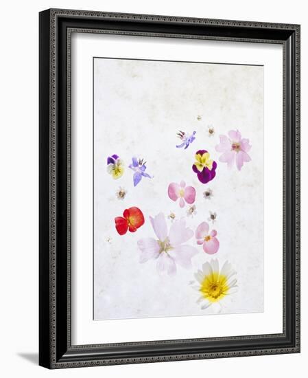 Blossoms, Bright, Different, Still Life-Axel Killian-Framed Photographic Print