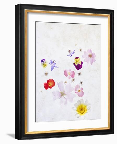 Blossoms, Bright, Different, Still Life-Axel Killian-Framed Photographic Print