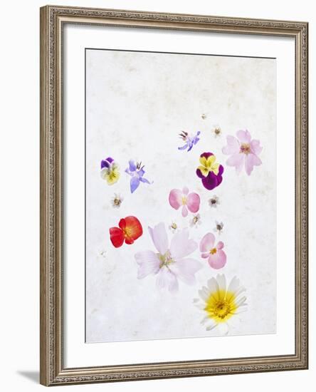 Blossoms, Bright, Different, Still Life-Axel Killian-Framed Photographic Print