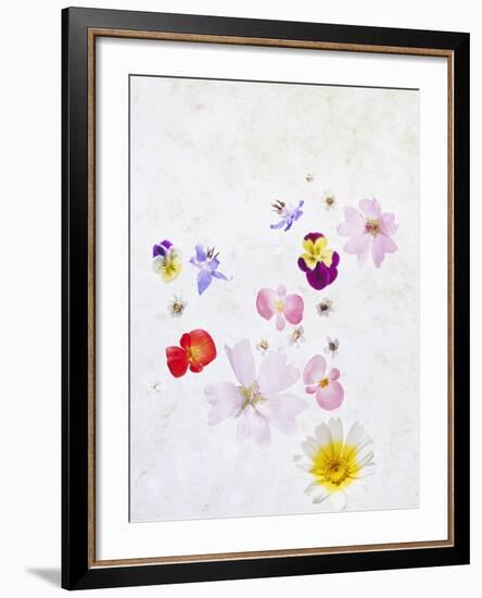 Blossoms, Bright, Different, Still Life-Axel Killian-Framed Photographic Print