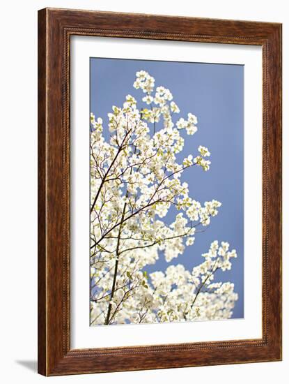 Blossoms III-Karyn Millet-Framed Photographic Print