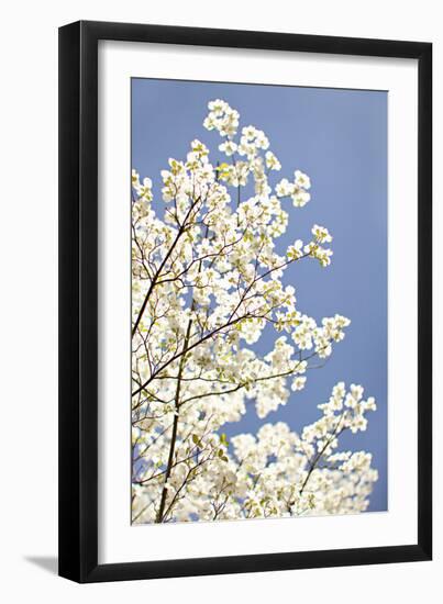 Blossoms III-Karyn Millet-Framed Photographic Print