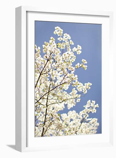 Blossoms III-Karyn Millet-Framed Photographic Print