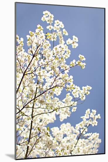 Blossoms III-Karyn Millet-Mounted Photographic Print