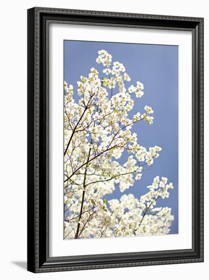 Blossoms III-Karyn Millet-Framed Photographic Print