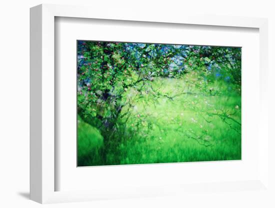 Blossoms-Ursula Abresch-Framed Photographic Print