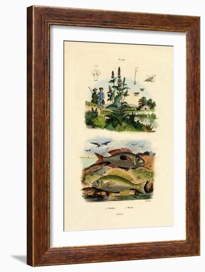 Blotched Picarels, 1833-39-null-Framed Giclee Print