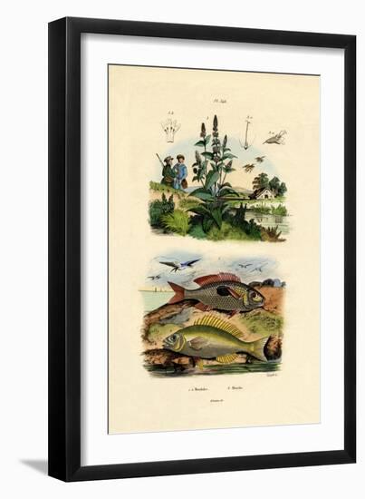 Blotched Picarels, 1833-39-null-Framed Giclee Print