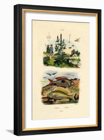 Blotched Picarels, 1833-39-null-Framed Giclee Print