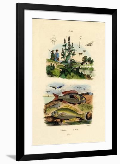 Blotched Picarels, 1833-39-null-Framed Giclee Print