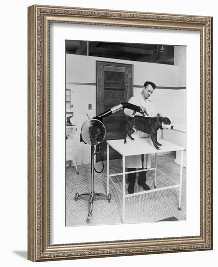 Blow Drying a Bulldog-null-Framed Photographic Print