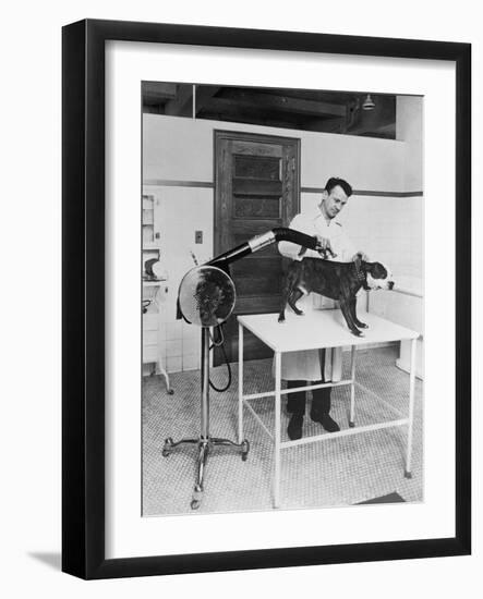Blow Drying a Bulldog-null-Framed Photographic Print