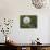 Blowball, Dandelion, Close-Up-Andrea Haase-Photographic Print displayed on a wall