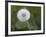 Blowball, Dandelion, Close-Up-Andrea Haase-Framed Photographic Print