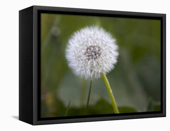 Blowball, Dandelion, Close-Up-Andrea Haase-Framed Premier Image Canvas