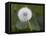 Blowball, Dandelion, Close-Up-Andrea Haase-Framed Premier Image Canvas