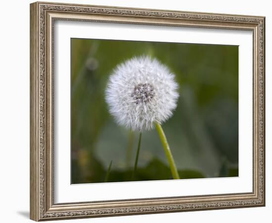 Blowball, Dandelion, Close-Up-Andrea Haase-Framed Photographic Print