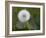 Blowball, Dandelion, Close-Up-Andrea Haase-Framed Photographic Print