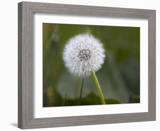 Blowball, Dandelion, Close-Up-Andrea Haase-Framed Photographic Print