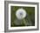 Blowball, Dandelion, Close-Up-Andrea Haase-Framed Photographic Print