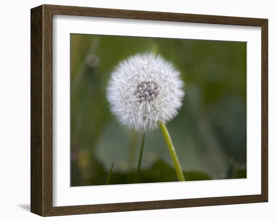 Blowball, Dandelion, Close-Up-Andrea Haase-Framed Photographic Print