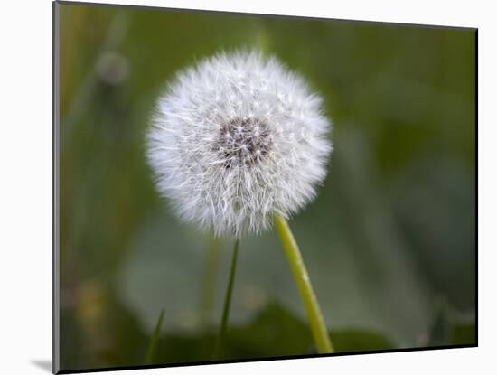 Blowball, Dandelion, Close-Up-Andrea Haase-Mounted Photographic Print