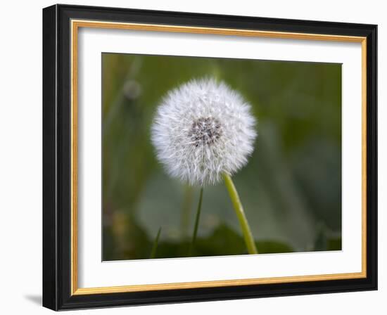 Blowball, Dandelion, Close-Up-Andrea Haase-Framed Photographic Print