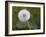 Blowball, Dandelion, Close-Up-Andrea Haase-Framed Photographic Print