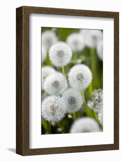 Blowball Detail-Brigitte Protzel-Framed Photographic Print