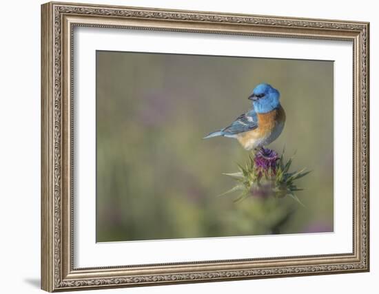 Blowin' In The Wind-Greg Barsh-Framed Giclee Print