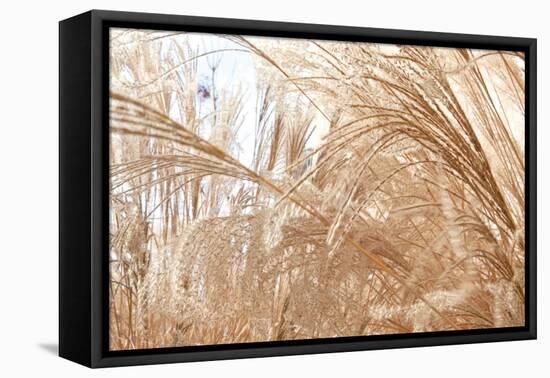 Blowing Grass I-Dana Styber-Framed Premier Image Canvas