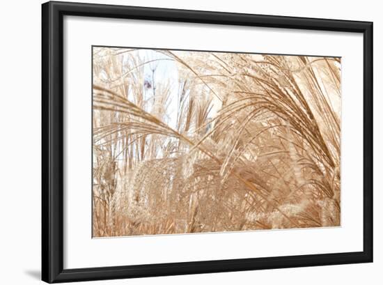 Blowing Grass I-Dana Styber-Framed Photographic Print