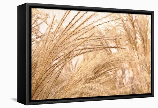 Blowing Grass II-Dana Styber-Framed Premier Image Canvas