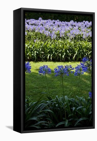 Blue agapanthus and lawn-Adriano Bacchella-Framed Stretched Canvas